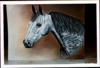/album/galerie-de-photos-animaux/pure-sang-arabe-pastel-65x50-jpg/